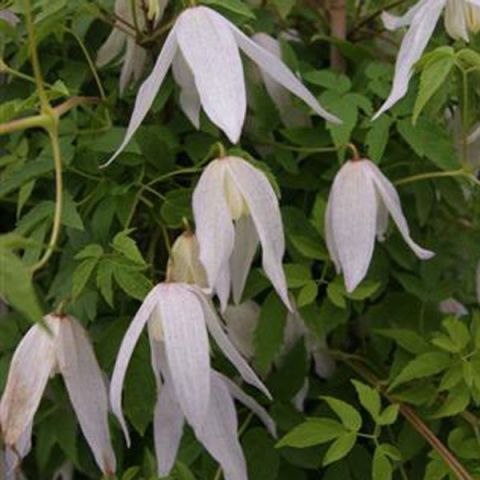 Clematis Broughton Bride - Clematis macropetala with white flowers