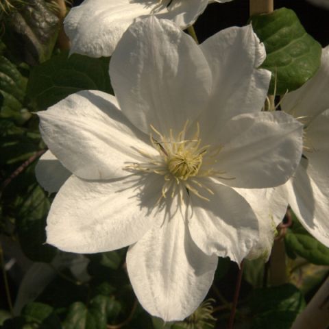 Clematis 'The Bride' - Clematis patens with single white flowers