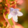 White flowered Abelia
