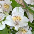 White Alstroemerias