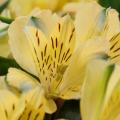 Yellow Alstroemerias