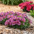 Dwarf Alstroemerias