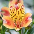 Orange Alstroemerias