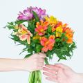 Alstroemeria for cut flower arrangements