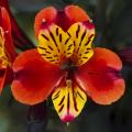 Red Alstroemerias