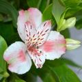 Hardy Alstroemerias