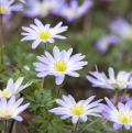 AnemoneS blanda - Balkan Anemones
