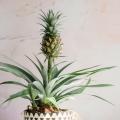 Pineapple plant