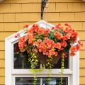 Annuals for hanging baskets