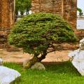 Dwarf trees