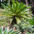 Tropical trees