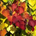 Shrubs with coloured autumn foliage