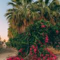 Exotic shrubs A to Z