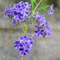 Exotic shrubs with blue flowers