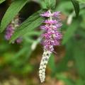 Exotic shrubs with pink flowers