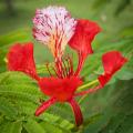Exotic shrubs with red flowers