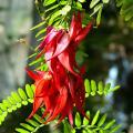 Exotic shrubs by flower colour