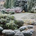 Evergreen shrubs for slopes