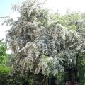 Drought- and cold-resistant shrubs