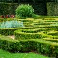 Topiary shrubs