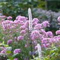 Asters for dry soil