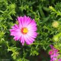 Pink Asters