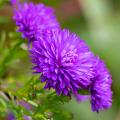 Double Asters
