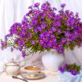 Asters for bouquets