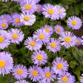 Alpine Asters - Aster alpinus