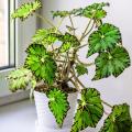 Indoor Begonias