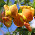 Colutea - Bladder senna