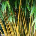 Bamboos A to Z