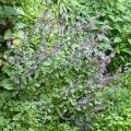 Perennial Basil
