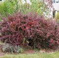 Berberis thunbergii - Japanese Barberry