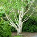Betula - Birch tree