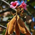 Brachychiton - Bottle tree