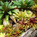 Bromeliads