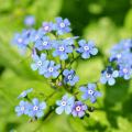 Blue flowering Siberian Bugloss