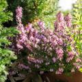 Bruyère d'hiver - Erica darleyensis