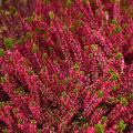 Red-flowered Heathers