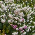 Bruyères des neiges - Erica carnea