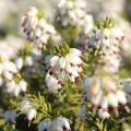 White-flowering heathers