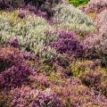 Heathers by flower colour