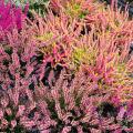 Heathers by foliage colour