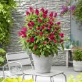Buddleias for pots and containers