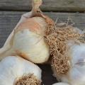 Garlic Heads