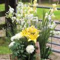 Easy summer bulbs