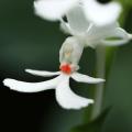 Summer bulbs for shade