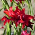 Summer Bulbs for Sun