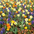 Spring-flowering Bulbs by flower colour